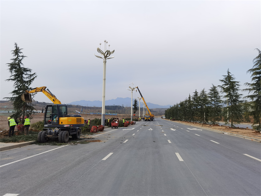 綠化栽植-高新十路栽雪松