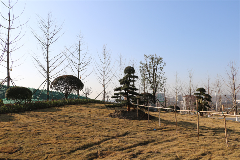 綠化栽植-新時代大道節點