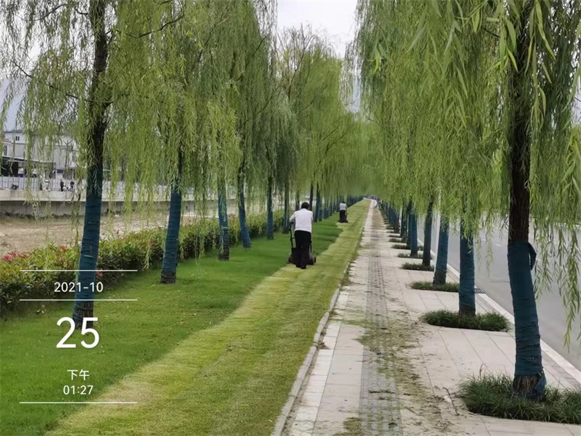 綠化養護-修剪推草