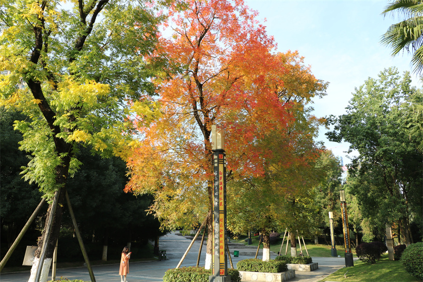 綠化養護-文化公園