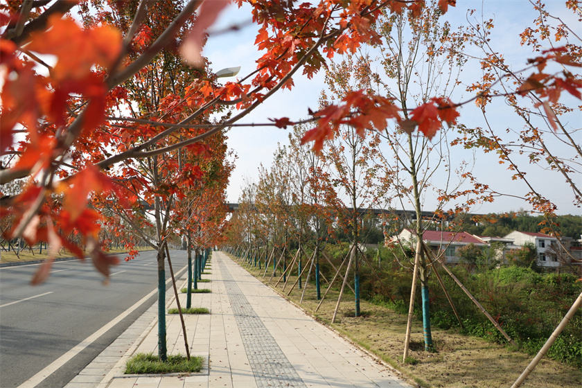 綠化養護-新安康大道（紅楓大道）